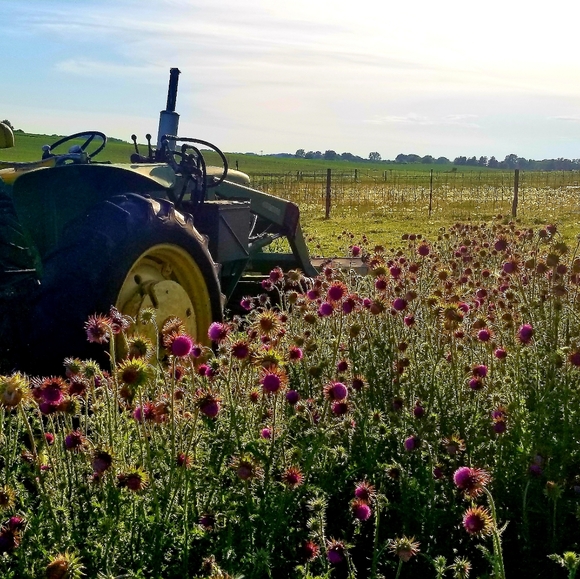 🌺 𝐖𝐞𝐧𝐝𝐲 🌺 - Pᴏsʜᴍᴀʀᴋ Aᴍʙᴀssᴀᴅᴏʀ - Picture 9 of 9